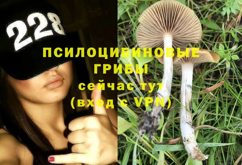 Галлюциногенные грибы Psilocybe  закладка  kraken рабочий сайт  Зеленогорск 